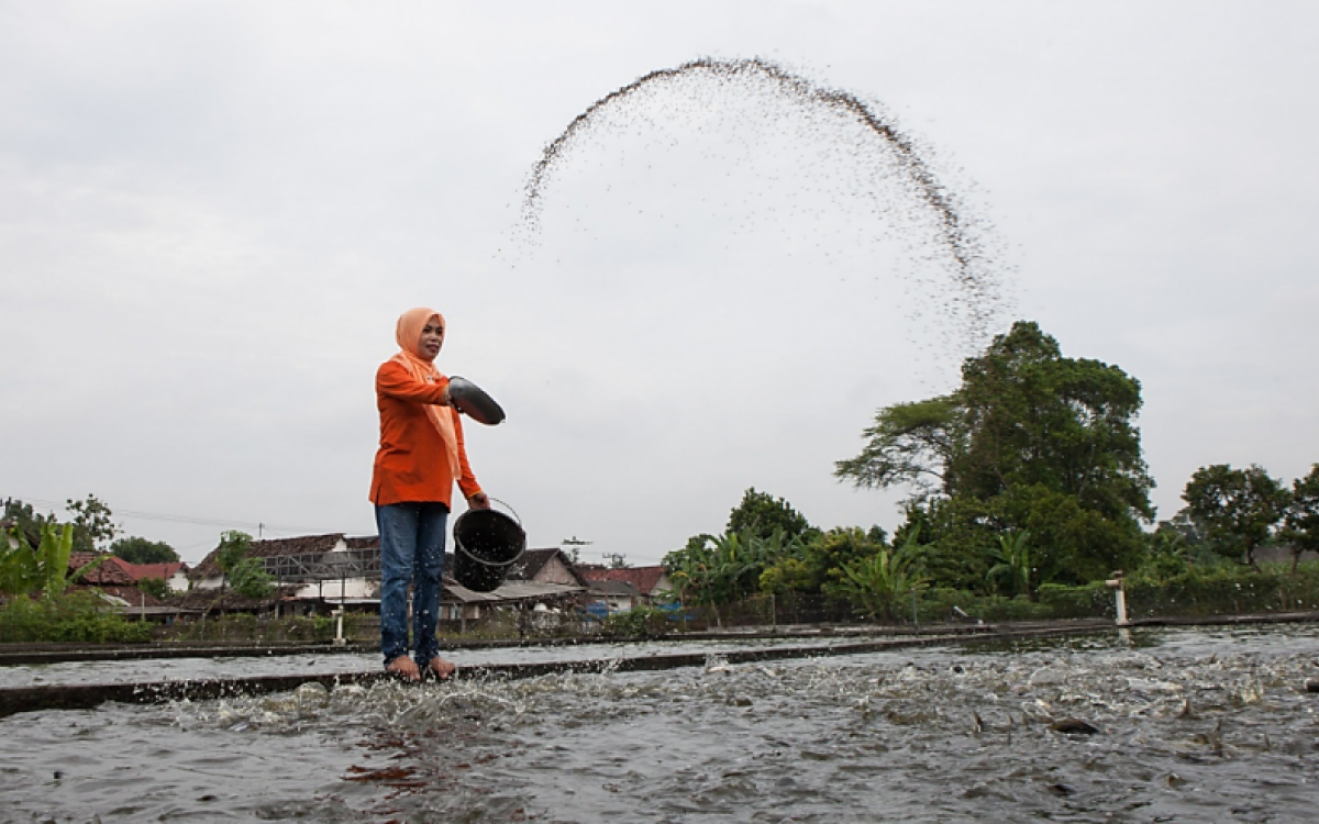 Indonesian pangasius