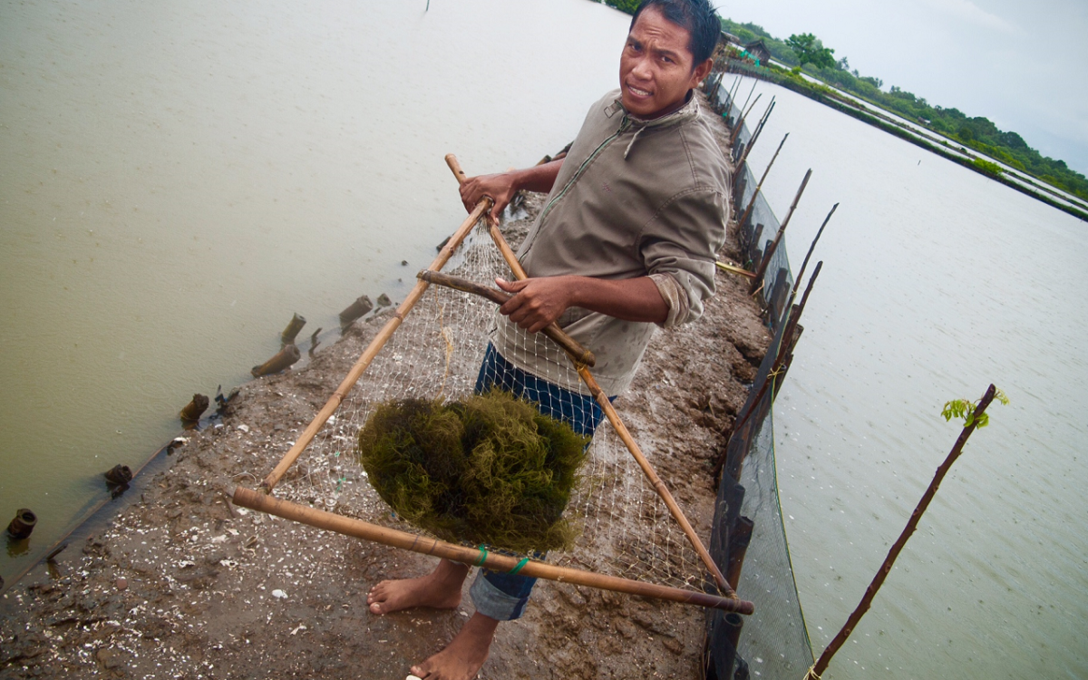 SMART-Fish Indonesia; Traceable Seaweed